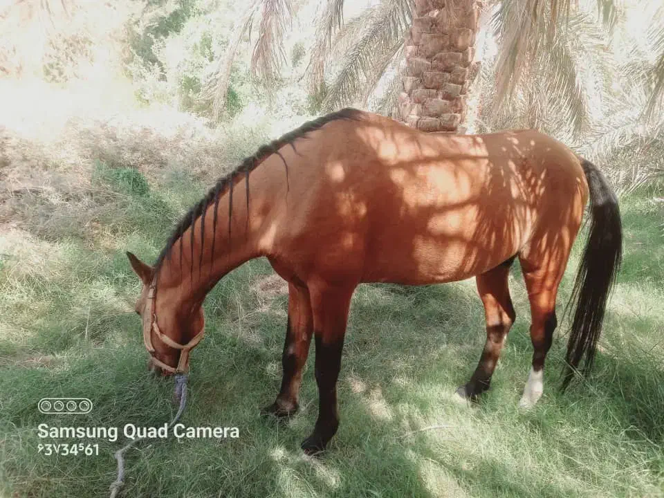 سلام به خدمت دوستان عزیز اسب نریون|اسب و تجهیزات اسب‌سواری|فهرج, |دیوار