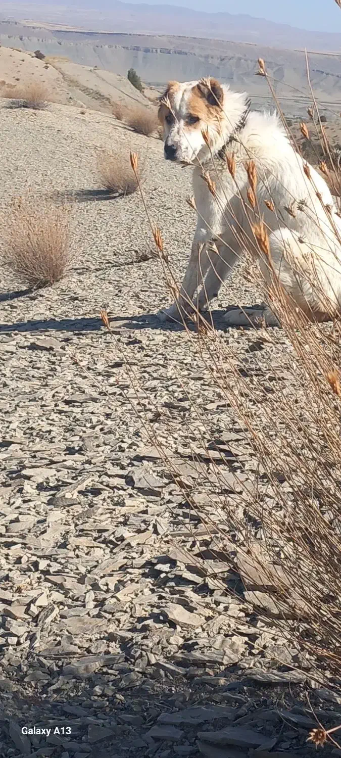 سگ گله ای|سگ|بجنورد, |دیوار