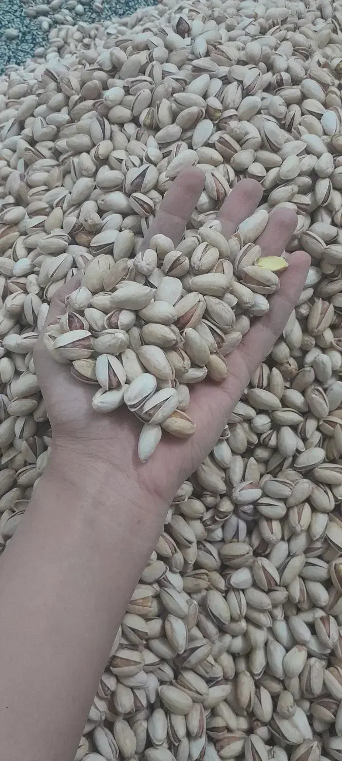 پسته تازه خندان و خوش طعم بهترین پسته یلدایی|خوردنی و آشامیدنی|یزد, |دیوار