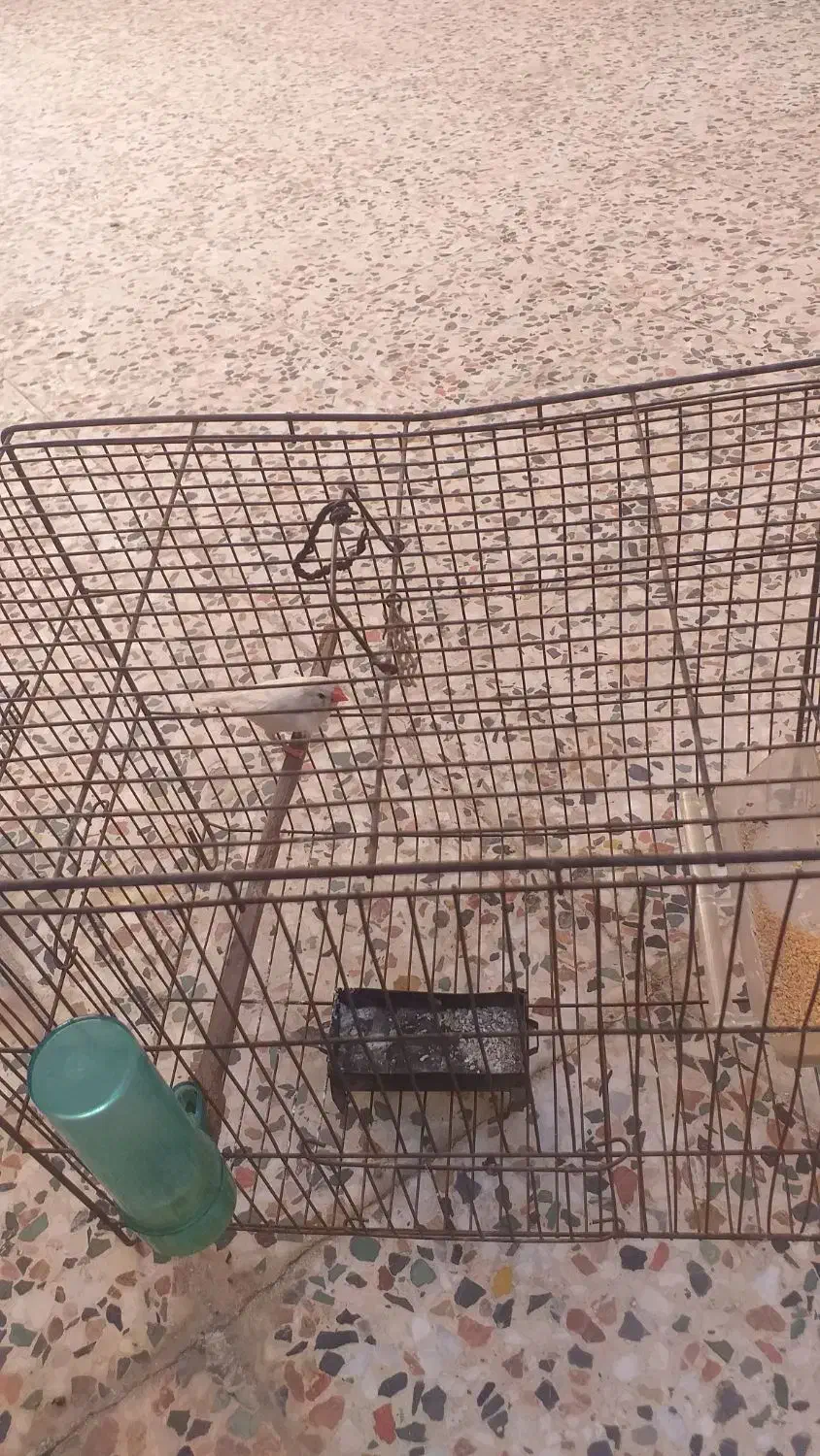 فنج ماده با قفس|پرنده|خرم‌آباد, |دیوار