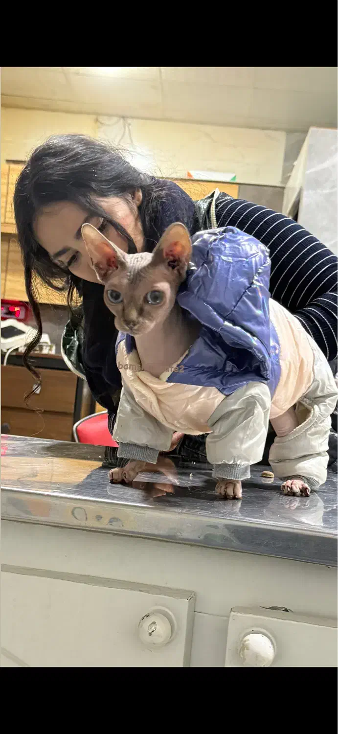 اسفینکس|گربه|رشت, کوی مهر|دیوار