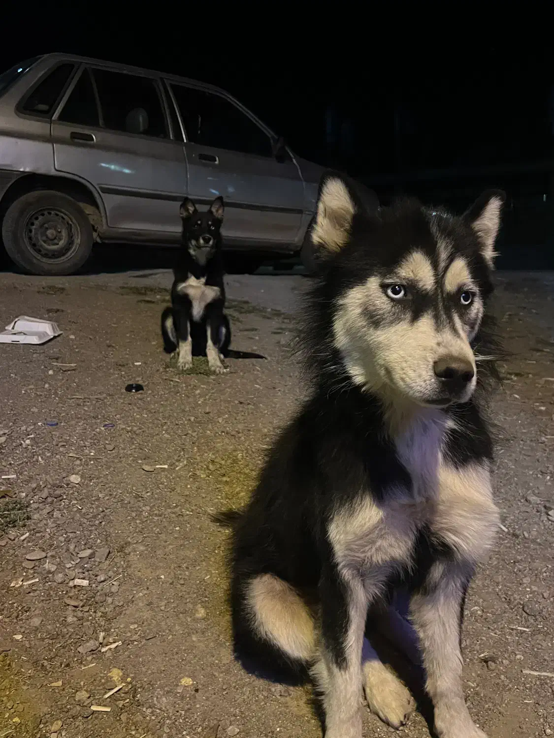 سگ هاسکی|سگ|کوراییم, |دیوار