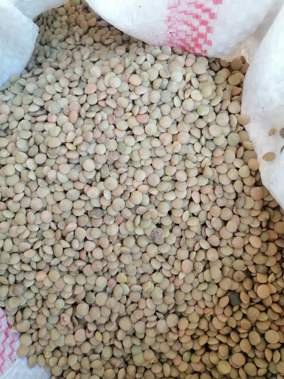 عدس ریز 130 تومن|خوردنی و آشامیدنی|مرودشت, فاز دوم شهرک فرهنگیان|دیوار