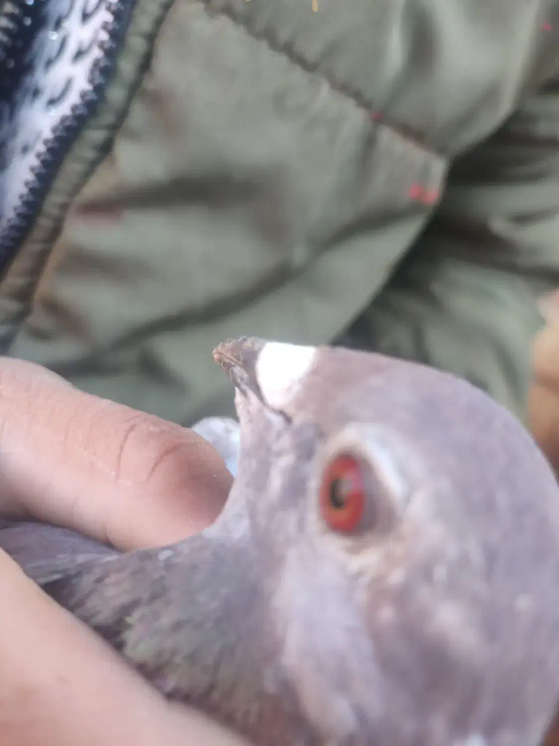 ماده فروشی قوره ای|پرنده|بیرجند, |دیوار