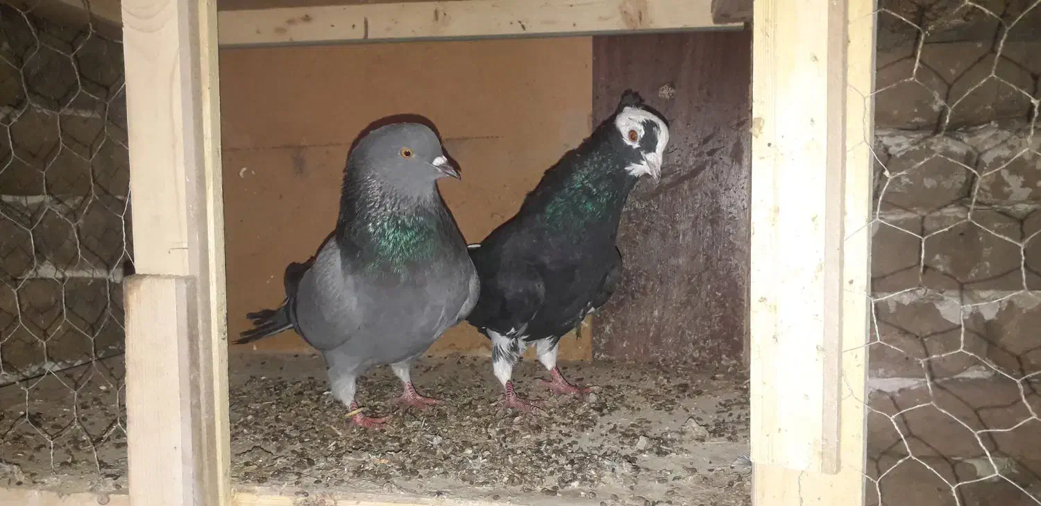 کبوتر پرشی|پرنده|بوئین زهرا, |دیوار