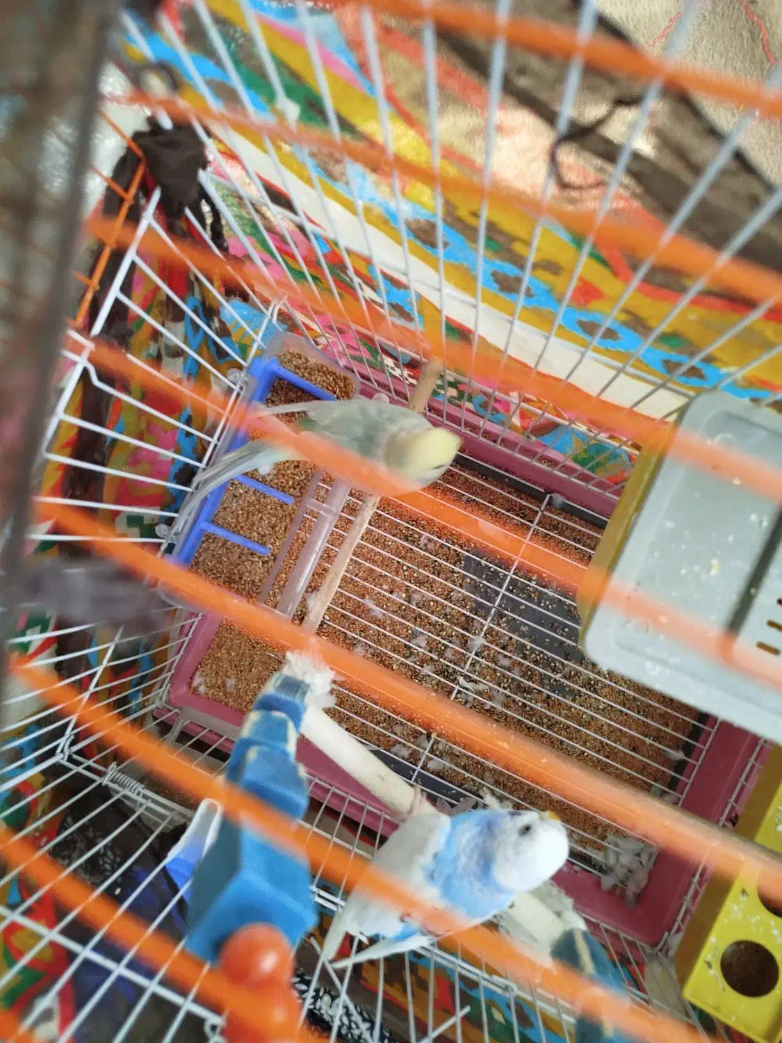 مرغ عشق|پرنده|ساوه, |دیوار