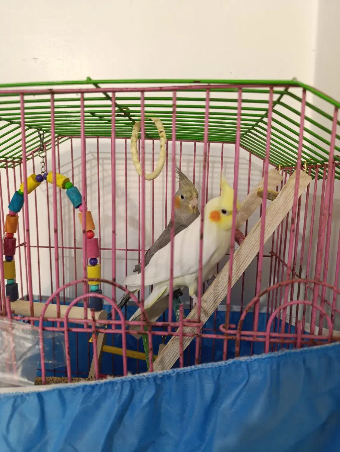 عروس هلندی|پرنده|اسلامشهر, شهرک توحید|دیوار