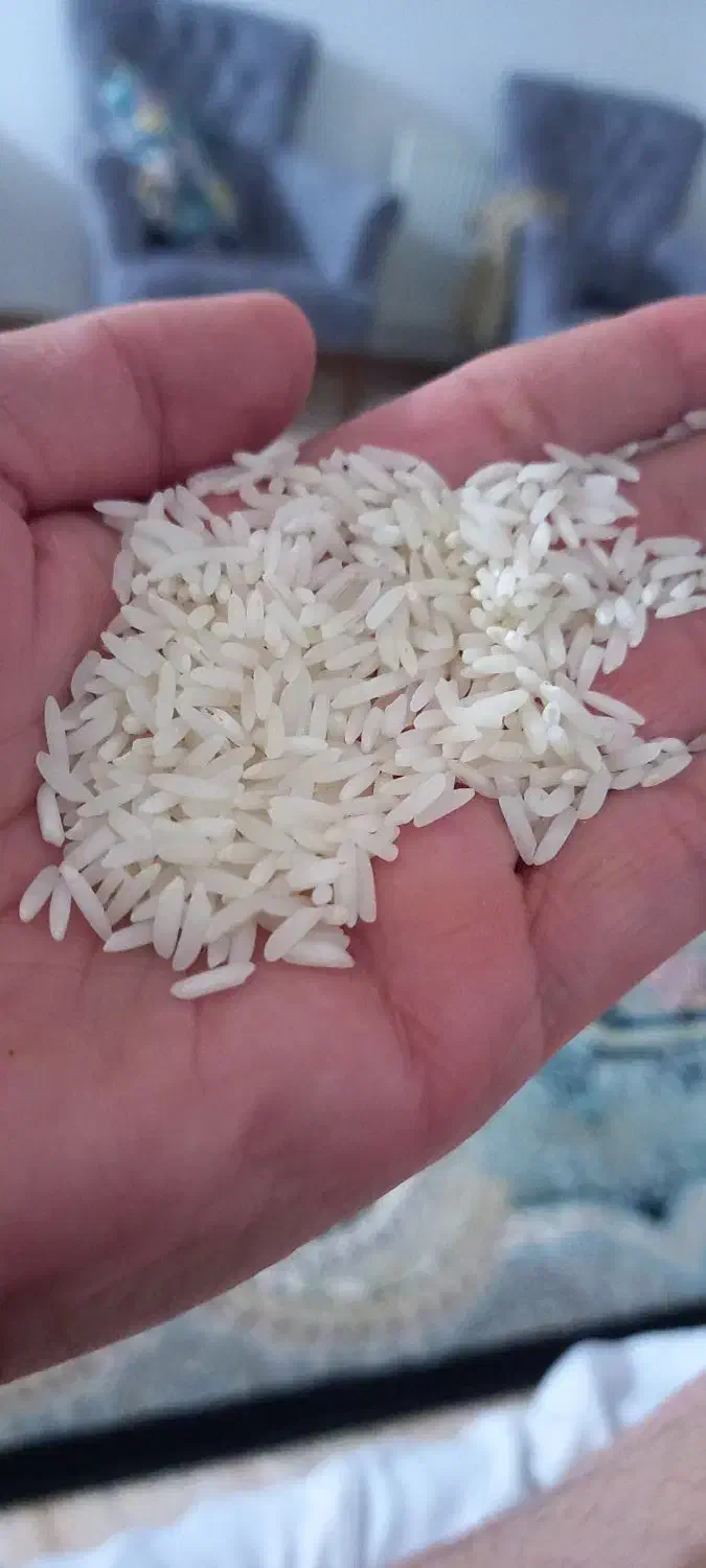 برنج هاشمی|خوردنی و آشامیدنی|رشت, منظریه|دیوار