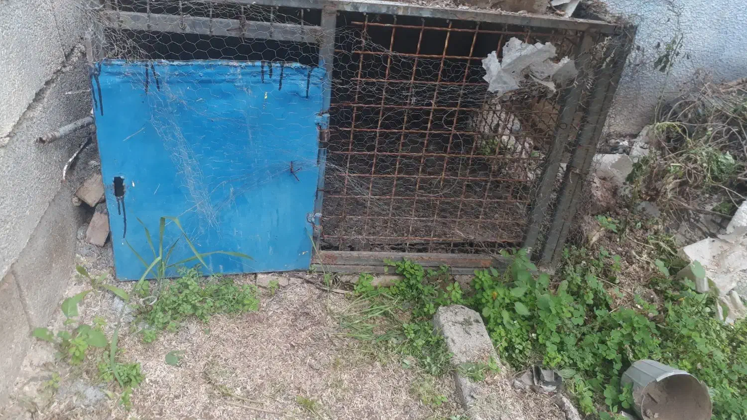 قس مرغ|لوازم جانبی حیوانات|مسجد سلیمان, |دیوار