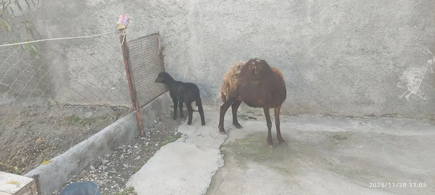 گوسفند بره دار افشار بره ماده خوراکخور|حیوانات مزرعه|بندر ترکمن, |دیوار