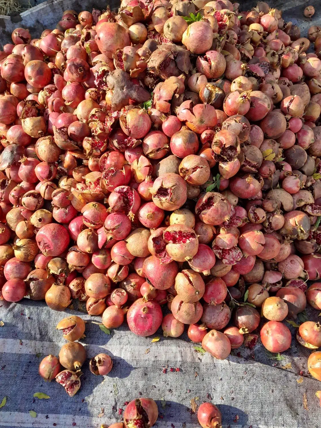 فروش انار ترکیده درجه یک دون مشکی|خوردنی و آشامیدنی|ارسنجان, |دیوار