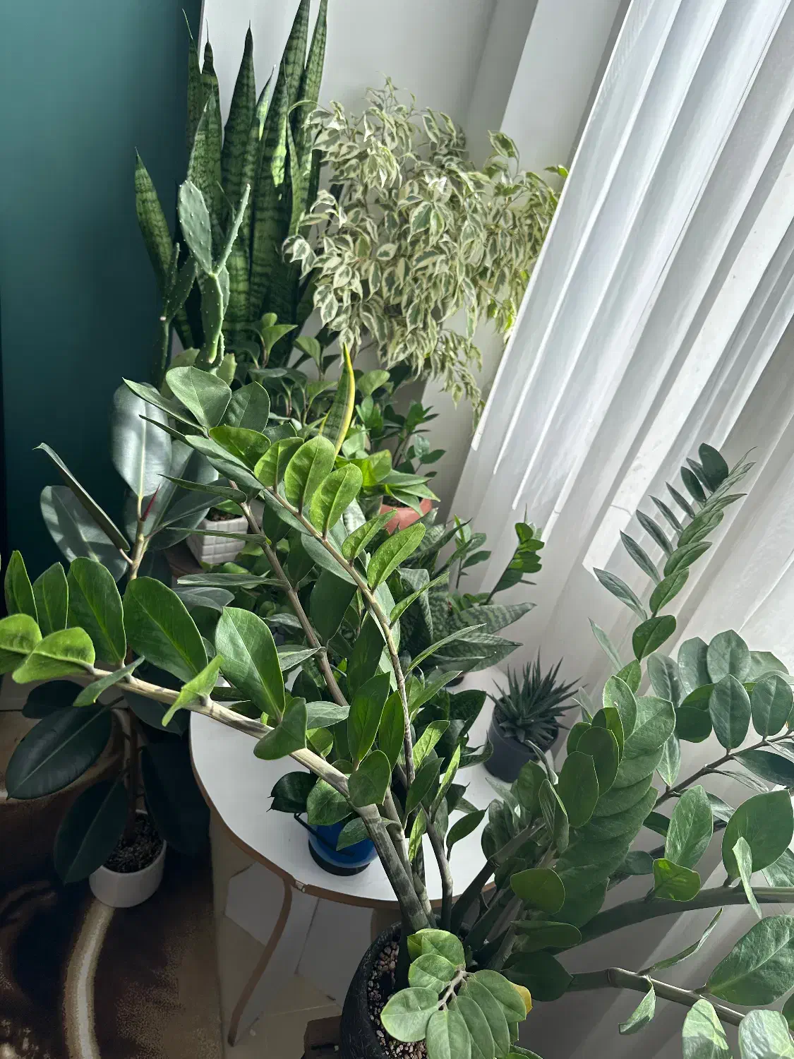 گل وگیاه|گل و گیاه طبیعی|گلبهار, شهر جدید گلبهار|دیوار