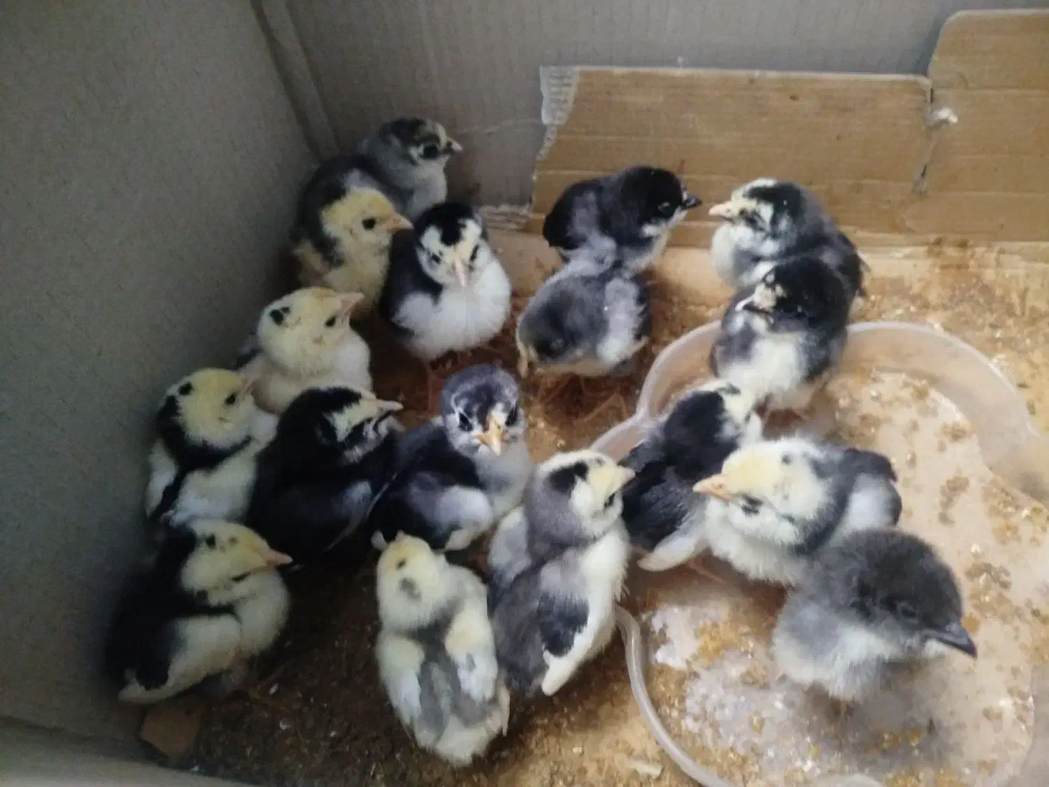 جوجه گلین ۴۰تاج ریشی|حیوانات مزرعه|یزد, |دیوار