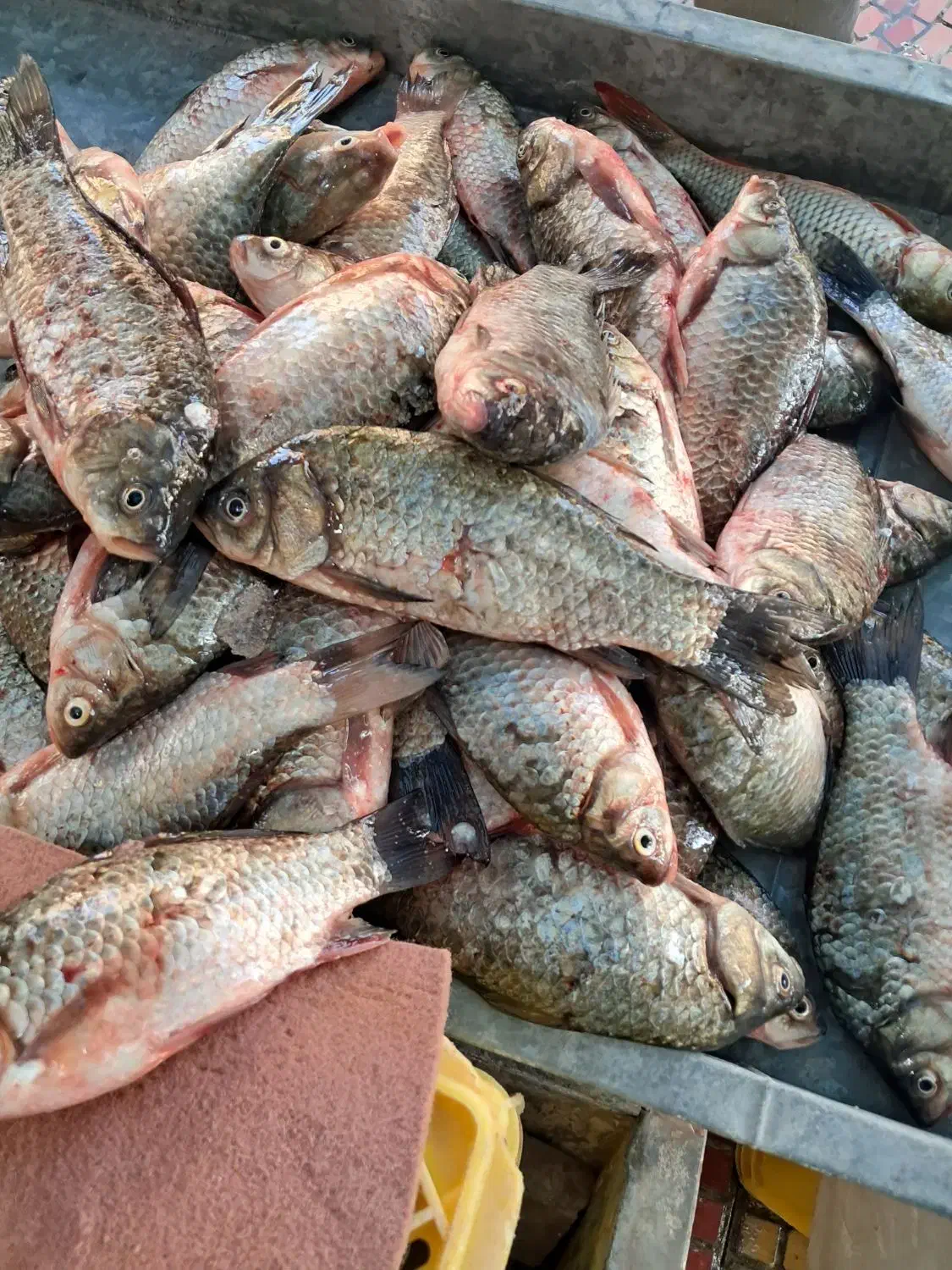 پخش عمده ماهی رودخانه|ماهی|دزفول, |دیوار