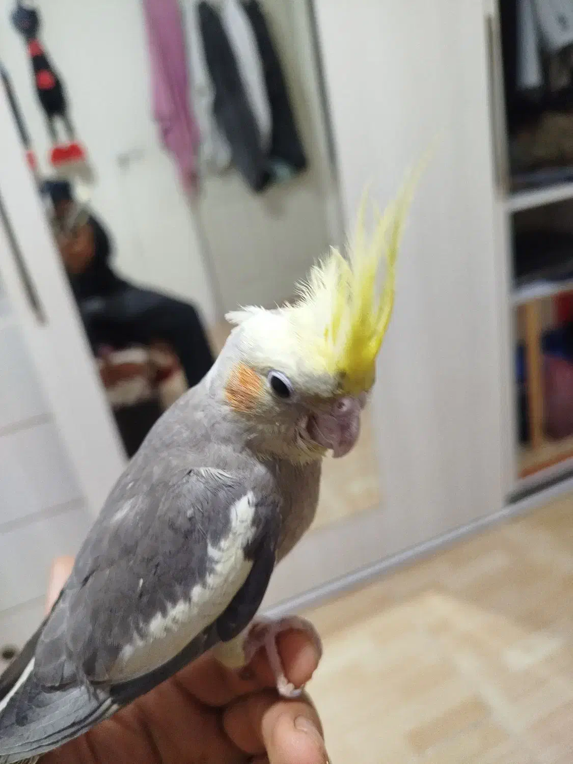 عروس هلندی .برزیلی|پرنده|کرمانشاه, |دیوار