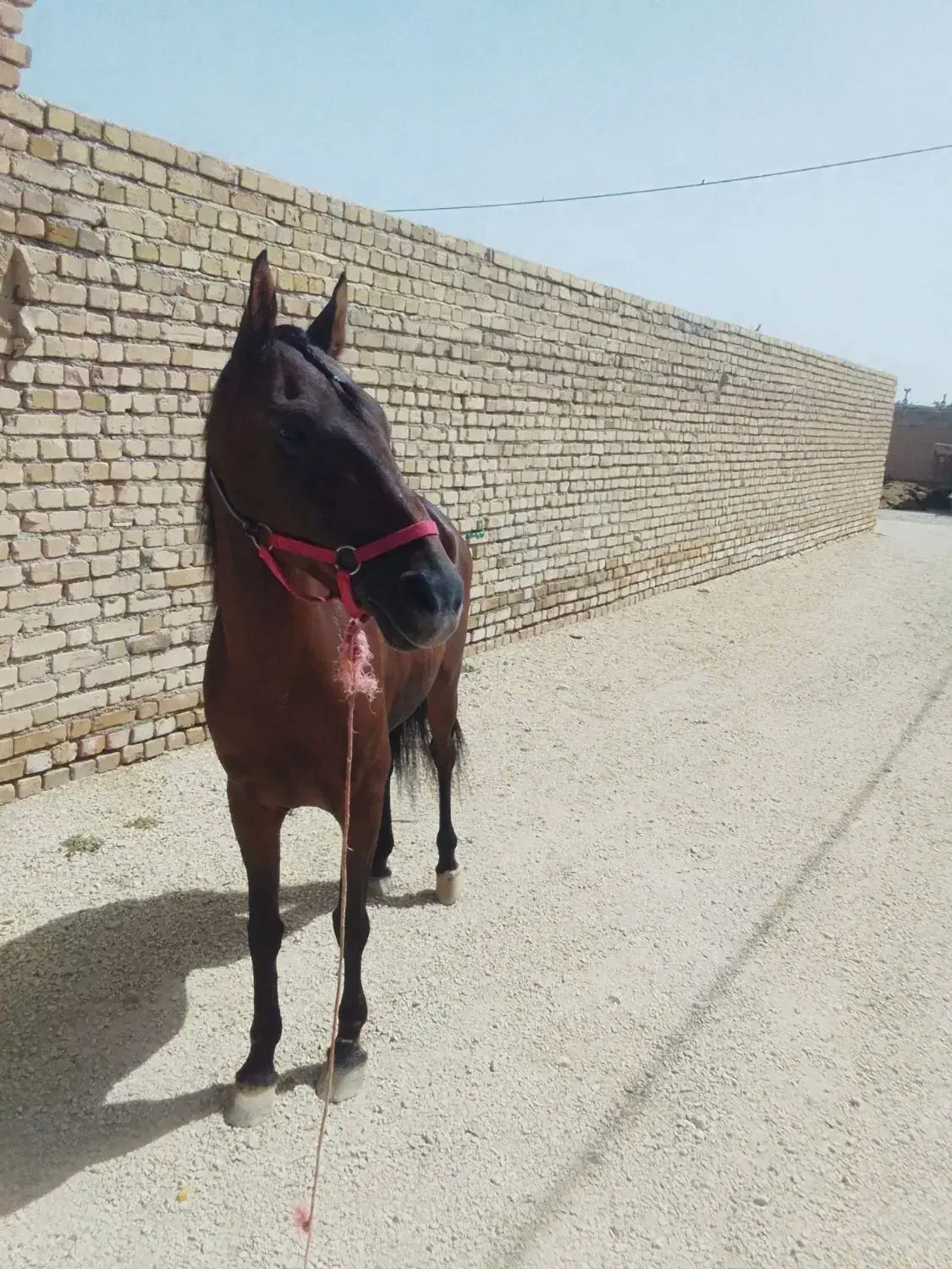 اسب|اسب و تجهیزات اسب‌سواری|کبودرآهنگ, |دیوار