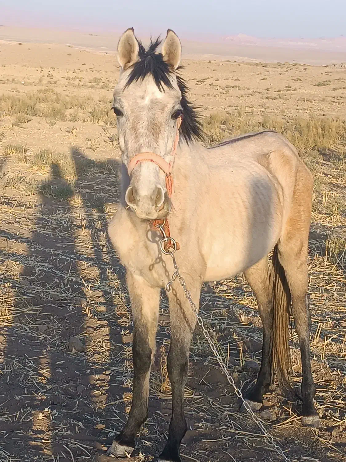 اسب فروشی|اسب و تجهیزات اسب‌سواری|قم, دانشگاه قم|دیوار