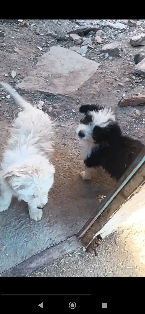 پاکوتاه خوشگل|سگ|تربت جام, میان جام|دیوار