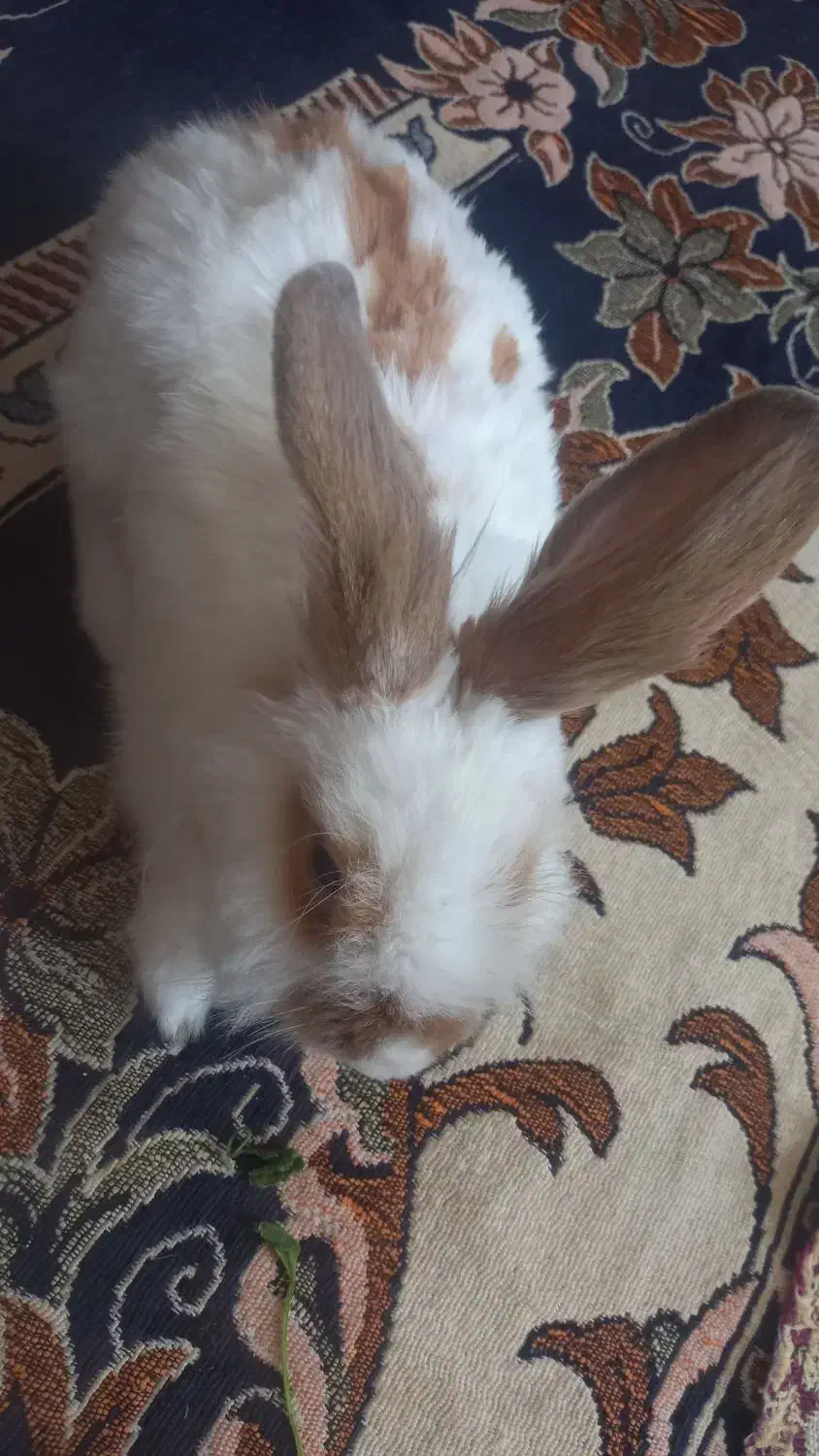 خرگوش سالم وتمیز|موش و خرگوش|بیجار, |دیوار