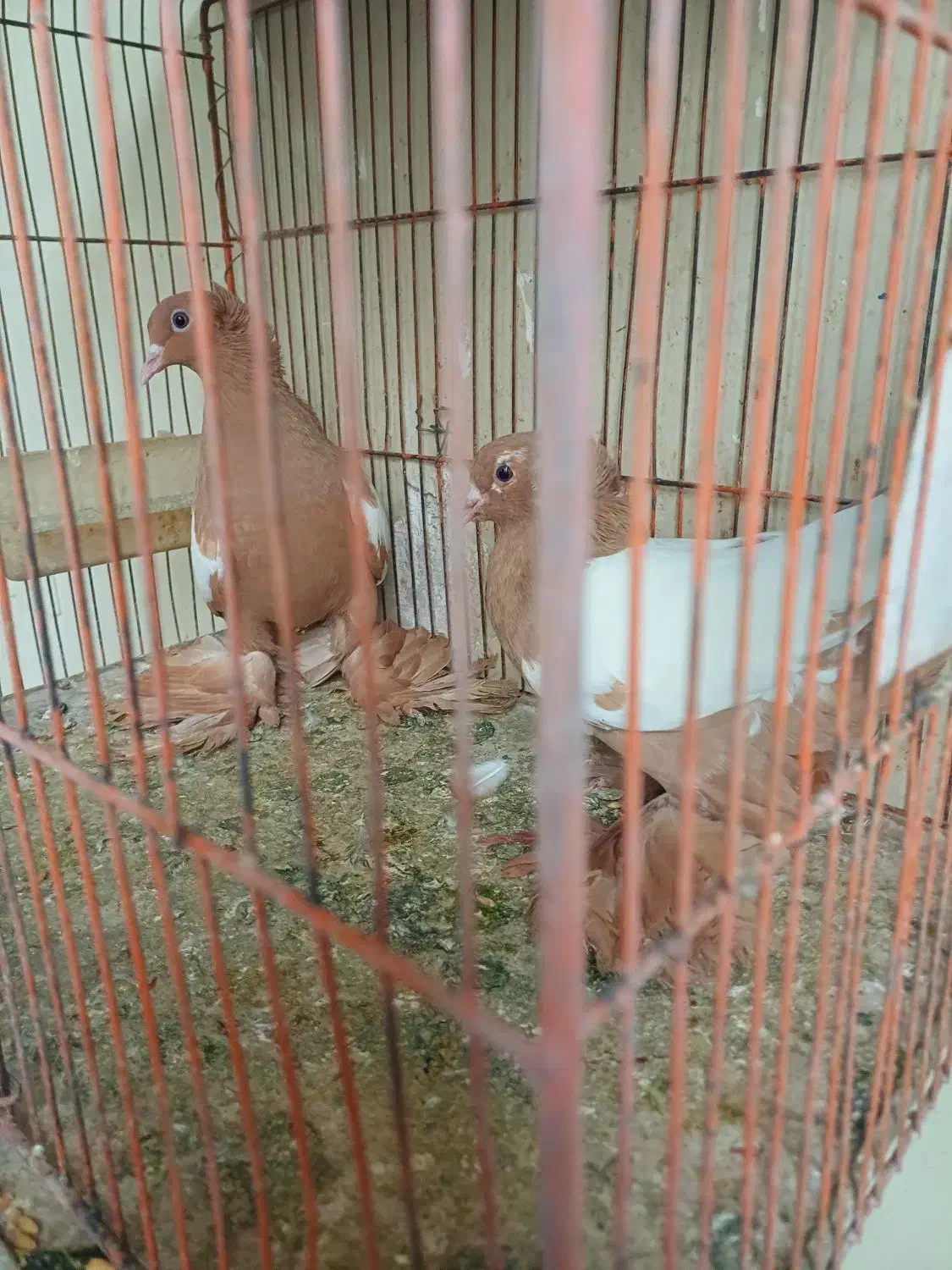 کبوتر ساری کوینح|پرنده|تبریز, |دیوار