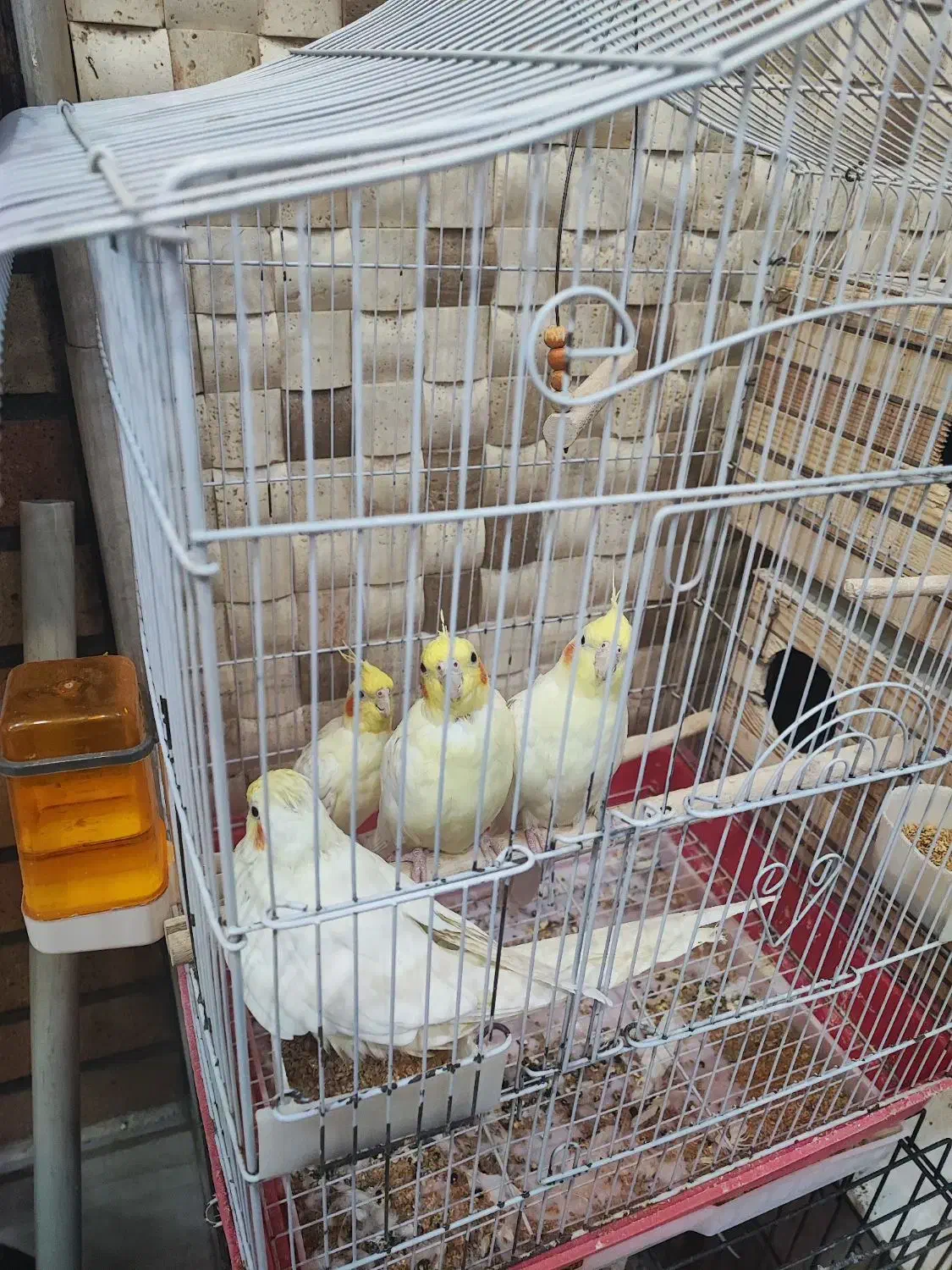 طوطی عروس هلندی مولد|پرنده|شوشتر, |دیوار