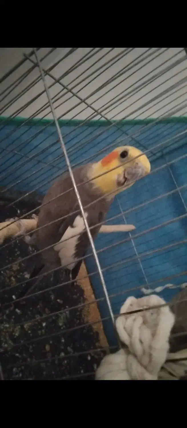 عروس هلندی نر و ماده|پرنده|رومشکان, |دیوار