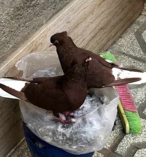 کبوتر رنگه(جفتگاه)|پرنده|مشهد, شهید بهشتی|دیوار