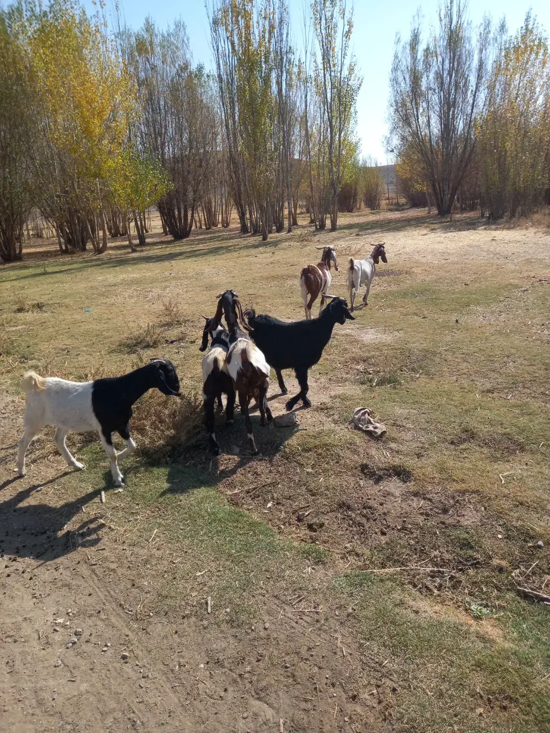 بز نژدی|حیوانات مزرعه|بیرانوند, |دیوار