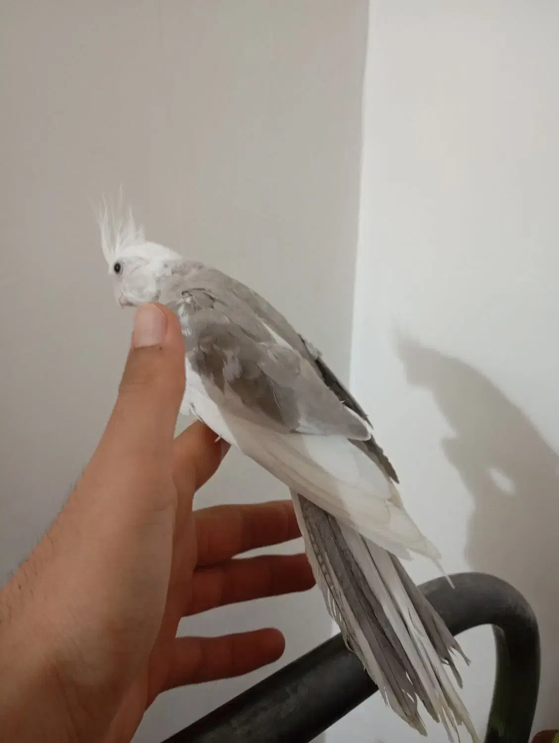 عروس هلندی|پرنده|زابل, |دیوار