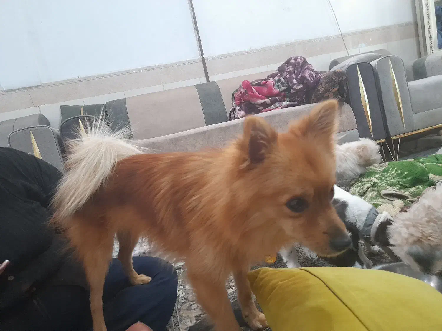 سلام سگ شیتز فلت وتوله معاوضه میکنم با پرنده|سگ|مشهد, رسالت|دیوار