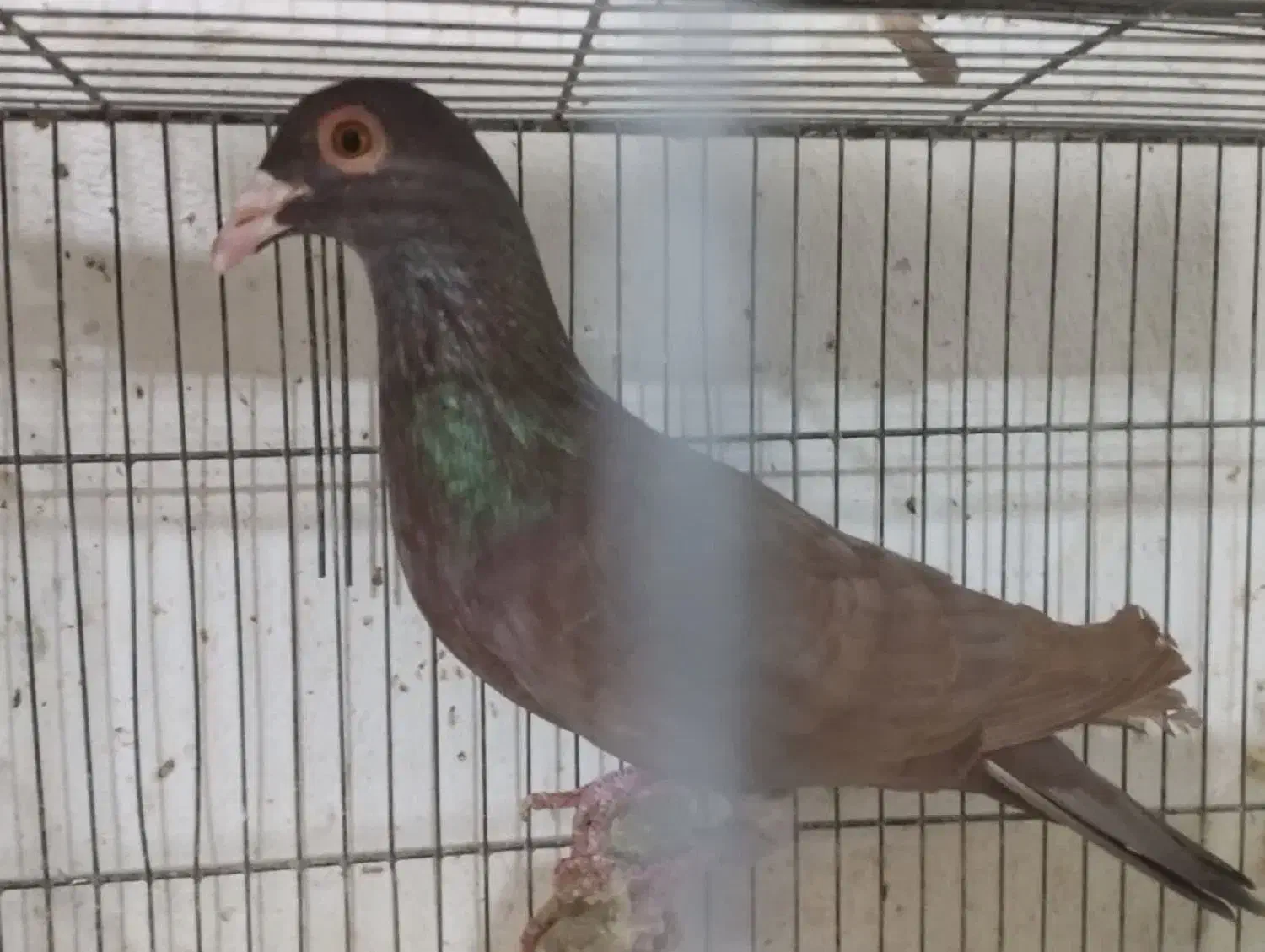 کبوتر|پرنده|رشت, دروازه لاکان|دیوار