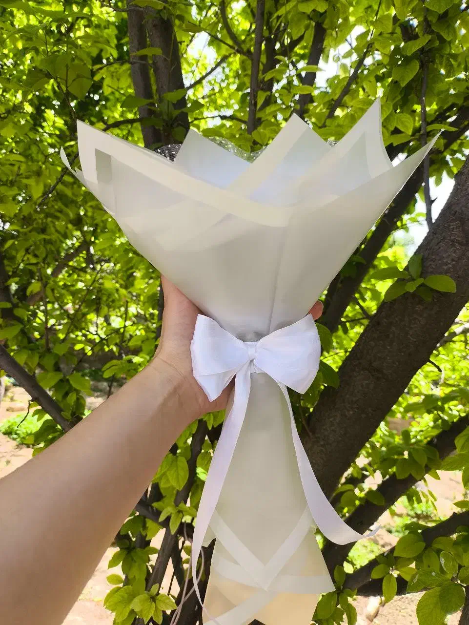 گل رز|گل و گیاه طبیعی|قشم, |دیوار