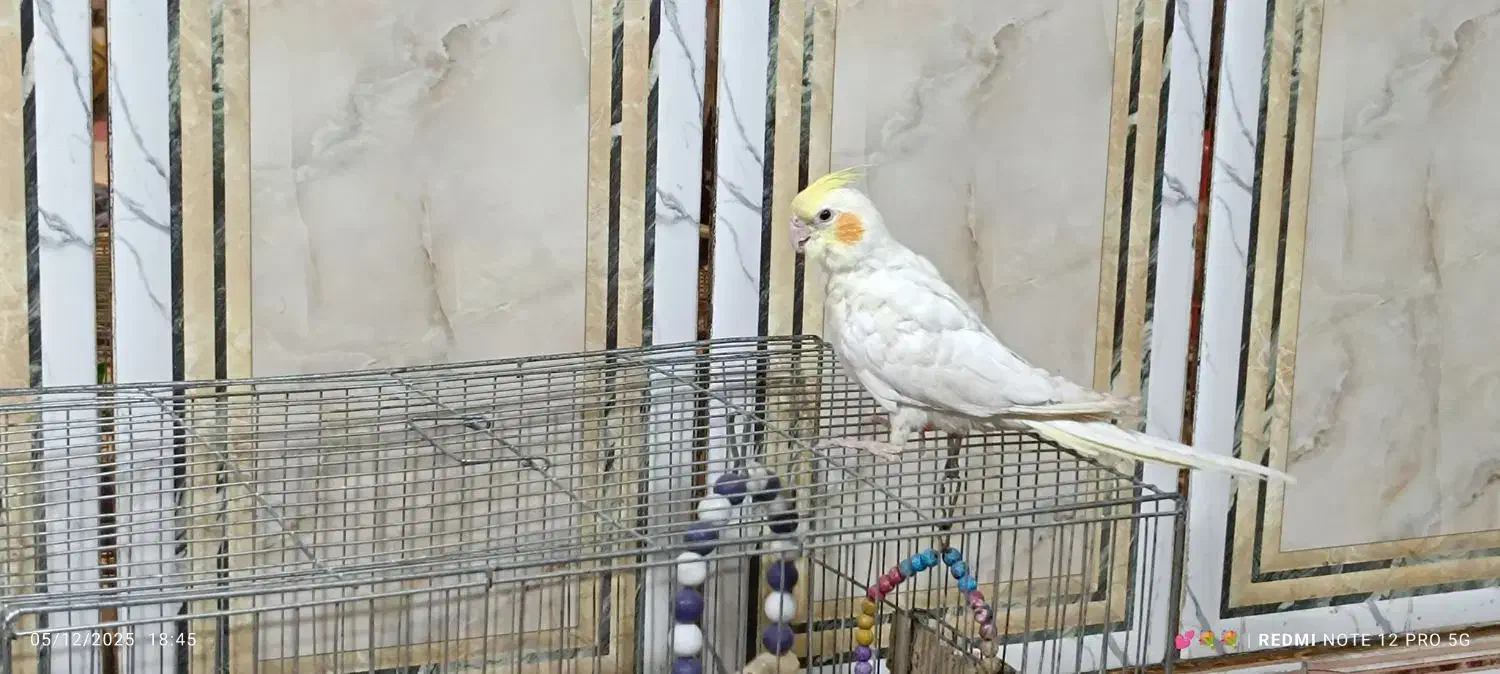 عروس هلندی|پرنده|ایرانشهر, |دیوار