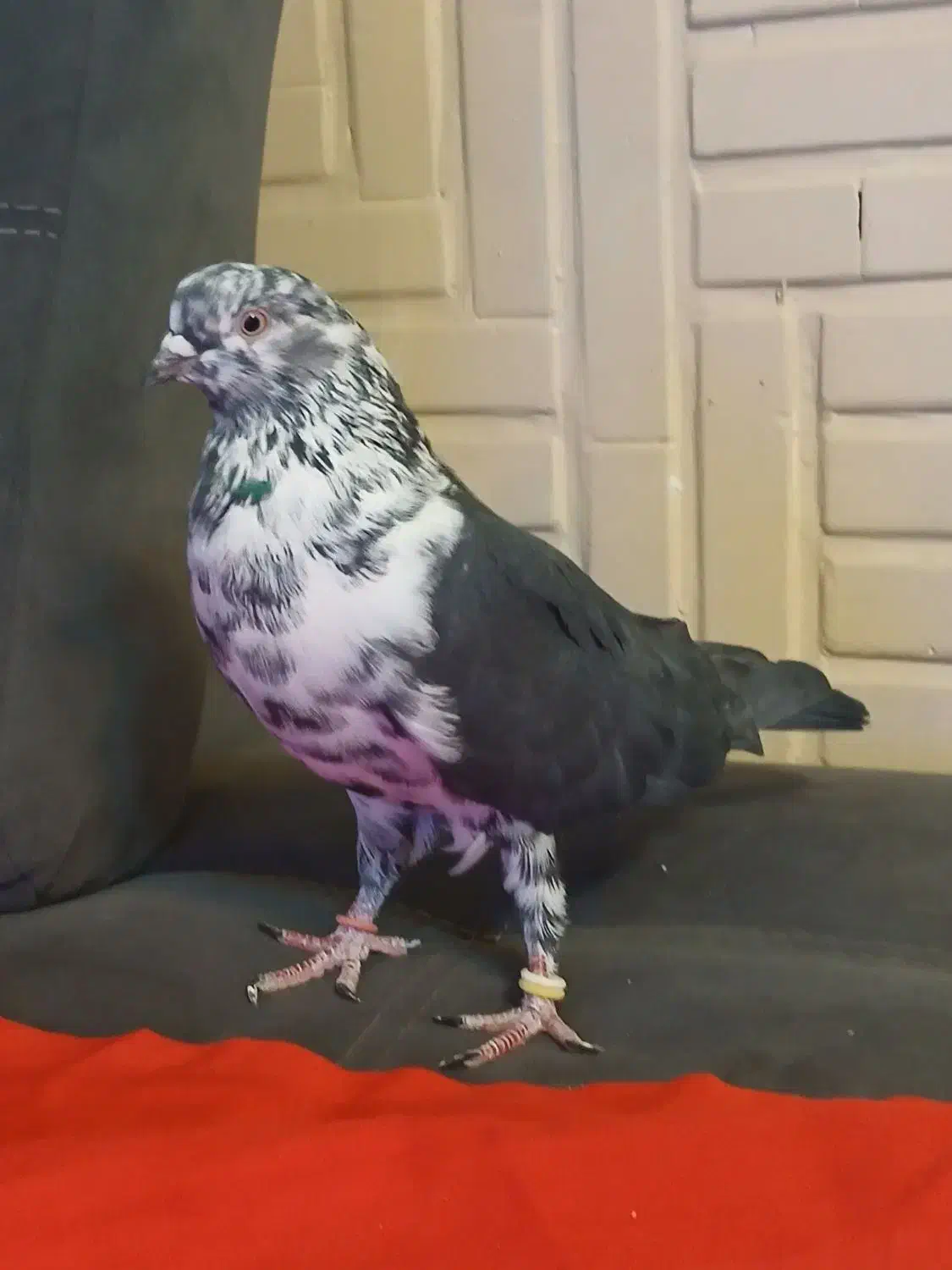 کبوتر های فروشی|پرنده|تهران, مختاری|دیوار