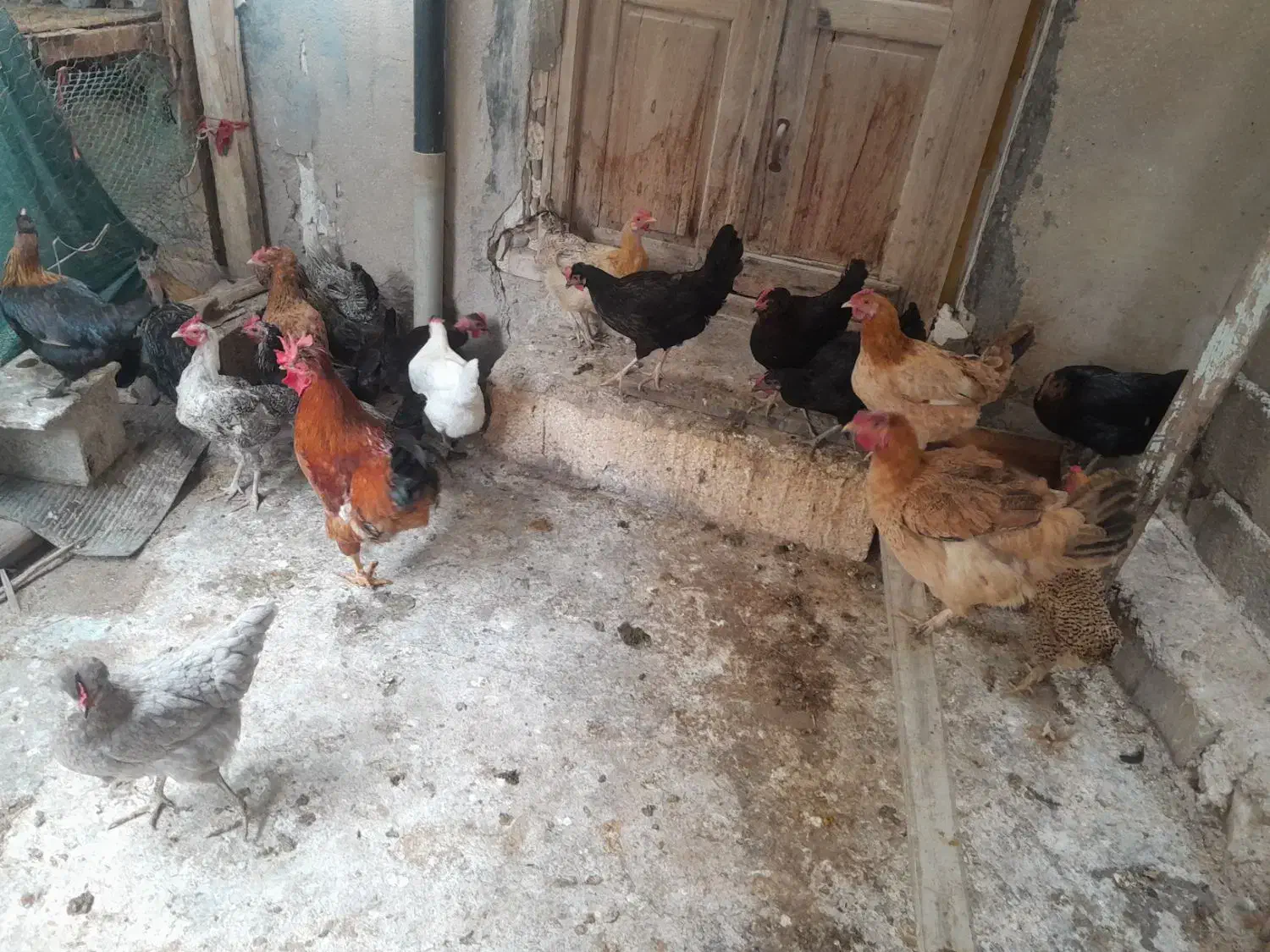 فروش مرغ وخروس|حیوانات مزرعه|دیلم, |دیوار