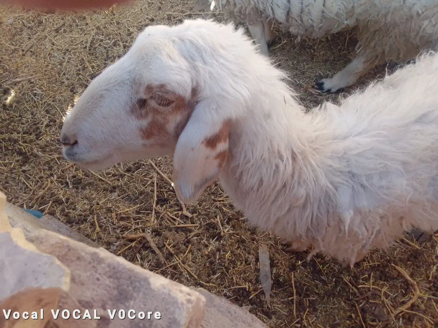 فروش میش وبره|حیوانات مزرعه|رفسنجان, |دیوار