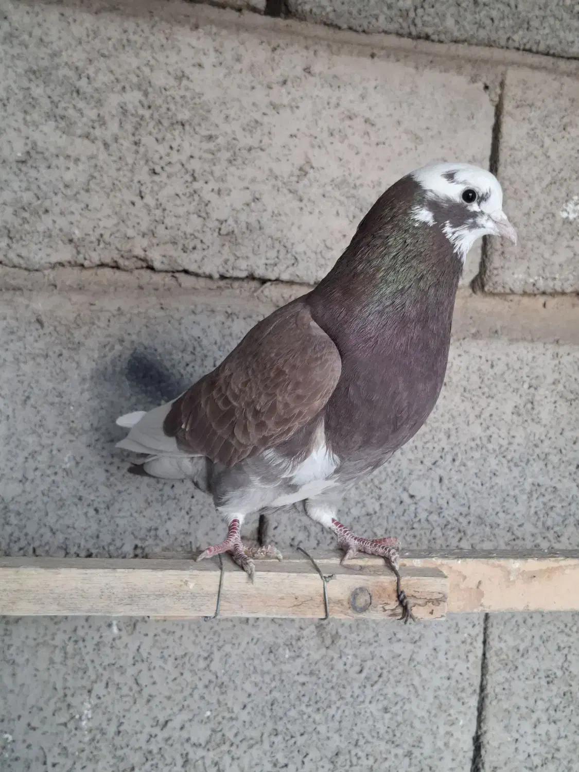 کفتر پرشی|پرنده|سیرجان, |دیوار