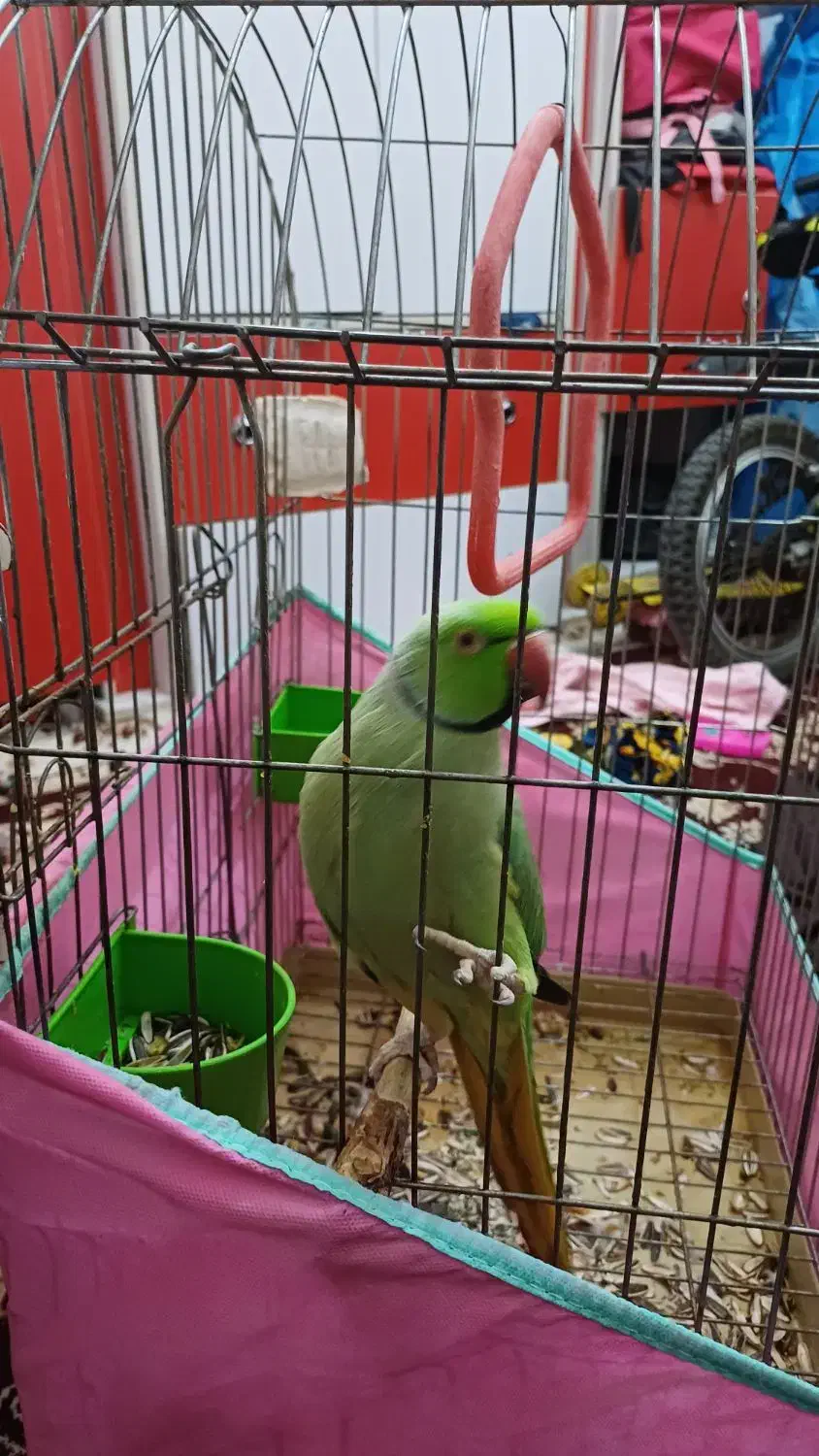 طوطی ملنگو فروشی|پرنده|کاشان, صنعت|دیوار