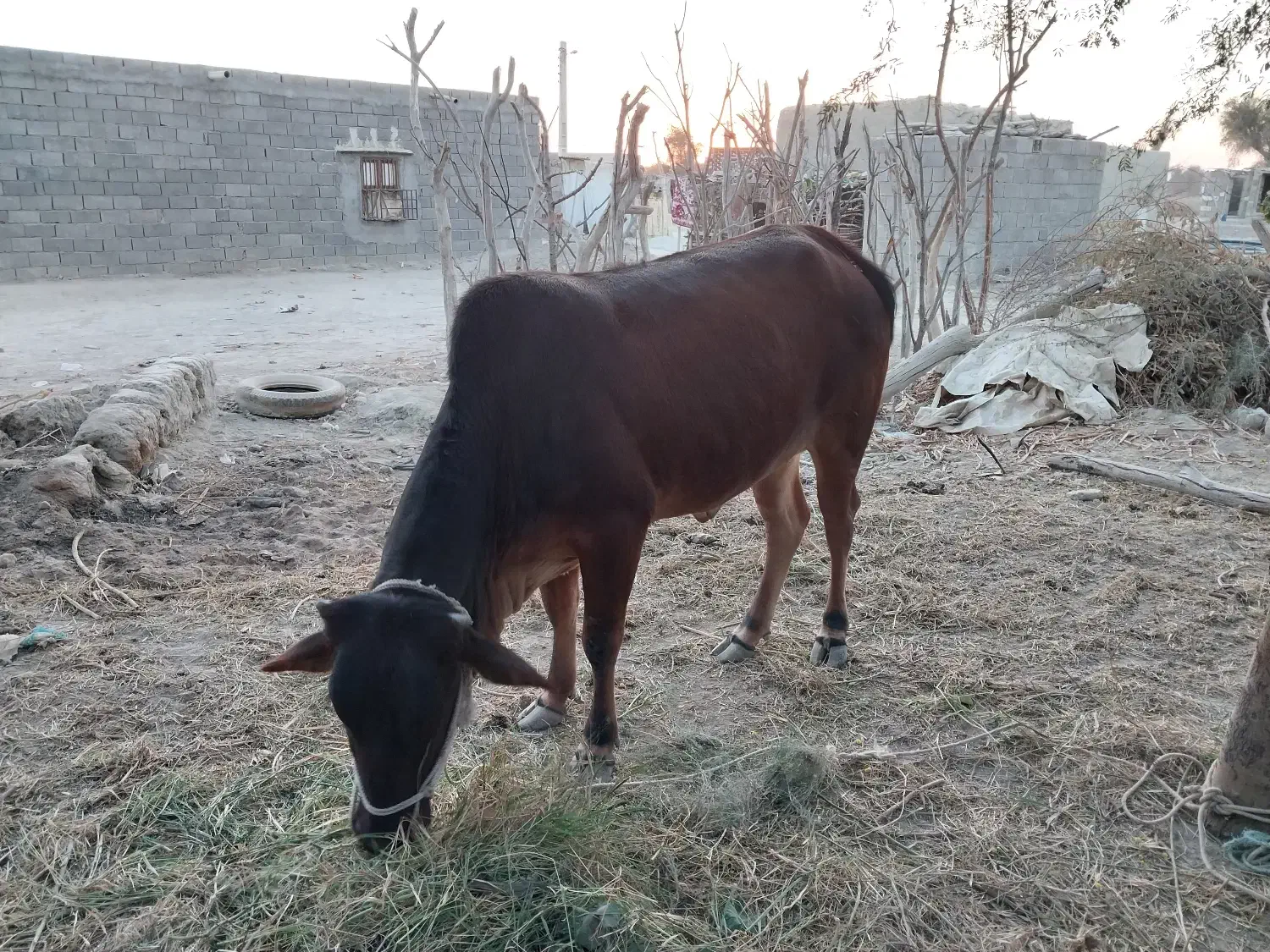 فروش گاو چاق ماده جوان|حیوانات مزرعه|پیر سهراب, |دیوار