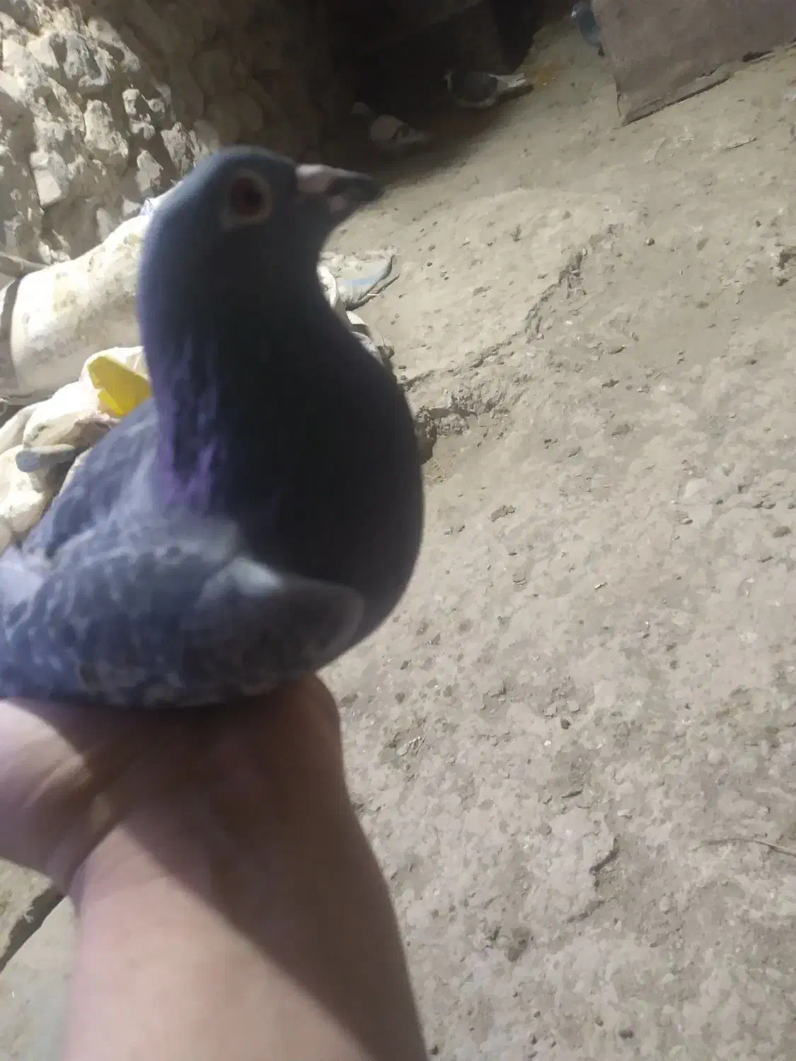 کبوتر پلاکی|پرنده|معمولان, |دیوار