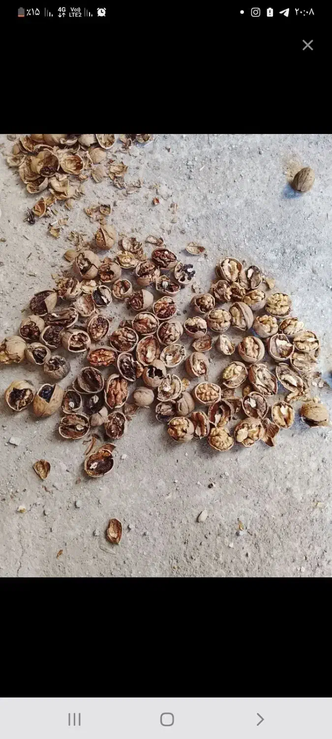 گردو|عمده‌فروشی|آذرشهر, |دیوار