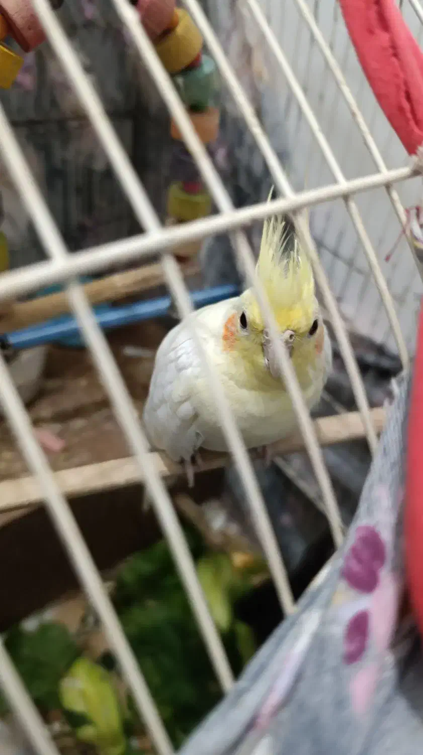 عروس هلندی|پرنده|تاکستان, |دیوار