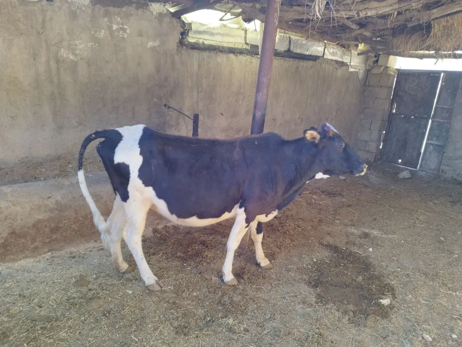 گاو گوساله|حیوانات مزرعه|سرفاریاب, |دیوار