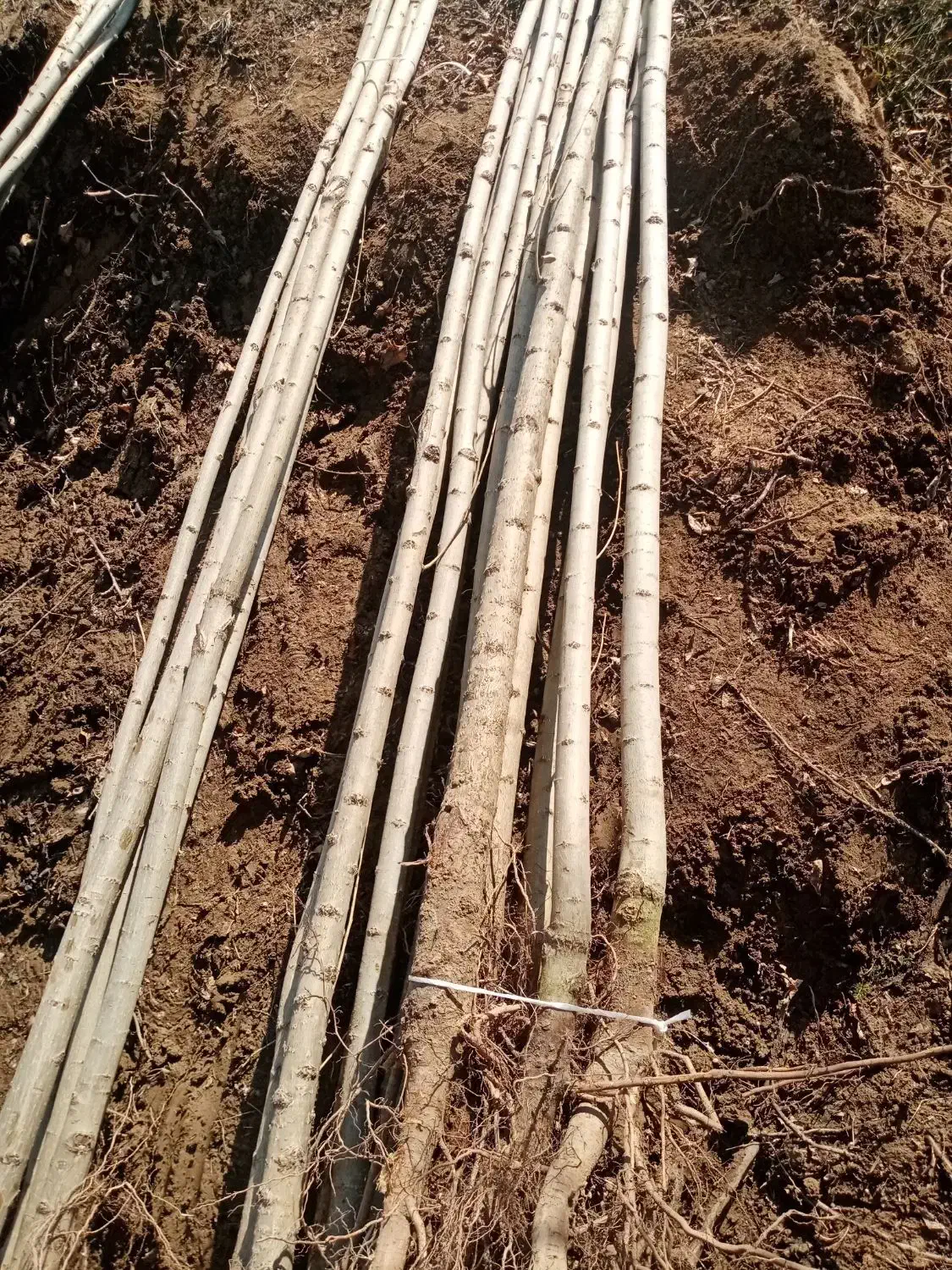 نهال خاص|خدمات باغبانی و درختکاری|فیروزآباد (لرستان), |دیوار