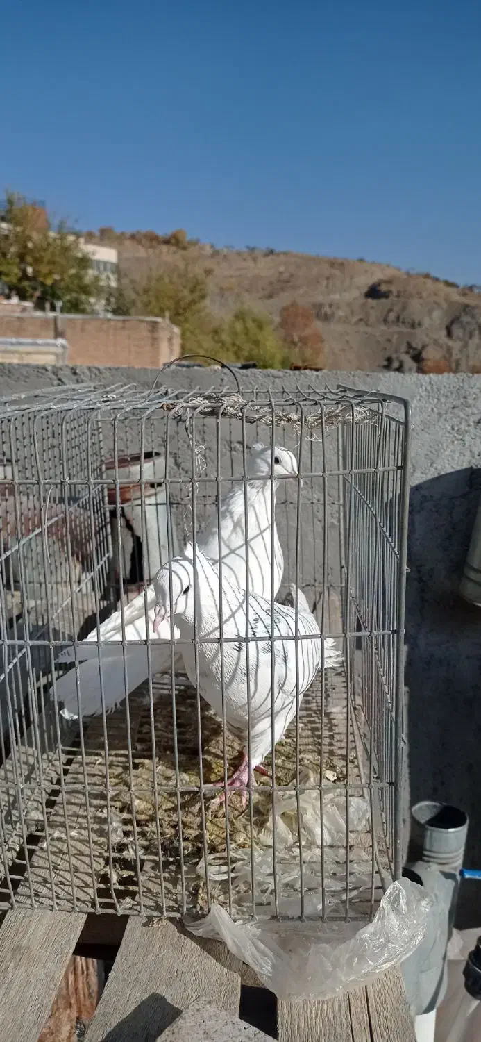 کبوتر ارزان|پرنده|سامان, |دیوار