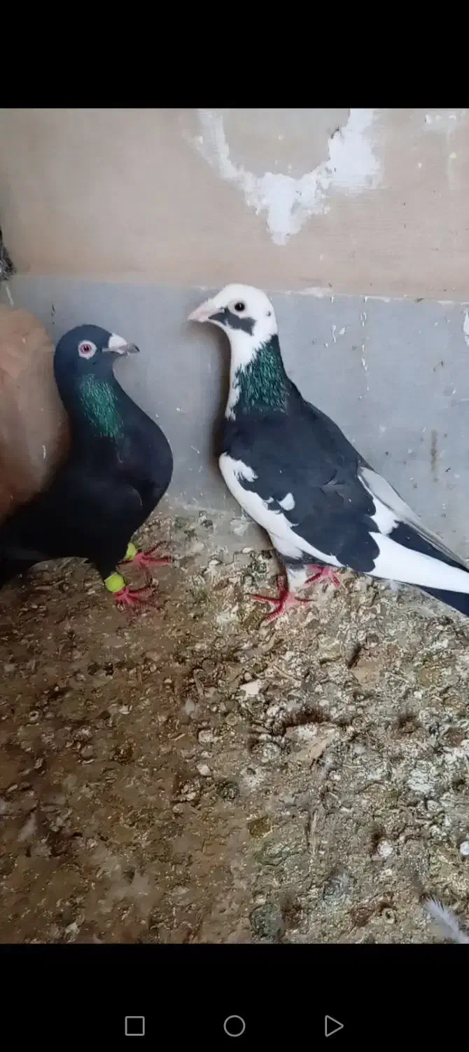 کفتر پلاکی...|پرنده|یزد, |دیوار