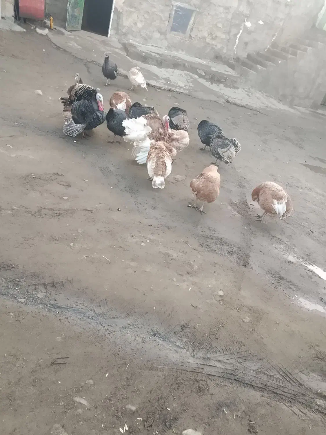 فروش 11عدد بوقلمون|حیوانات مزرعه|پیرانشهر, |دیوار