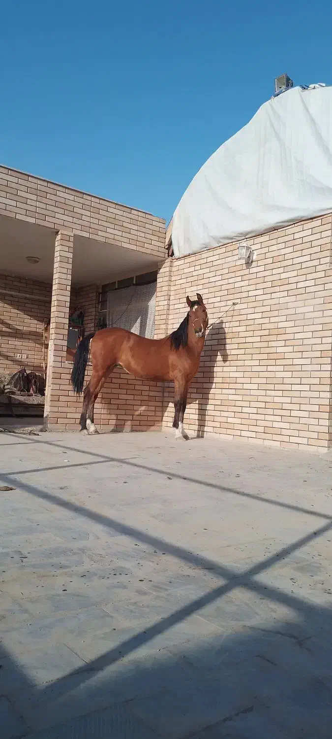 اسب|اسب و تجهیزات اسب‌سواری|ابریشم, |دیوار