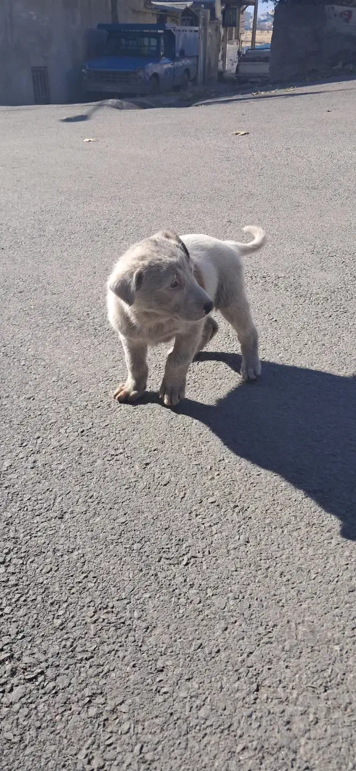 سگ چینی|حیوانات|بروجرد, |دیوار