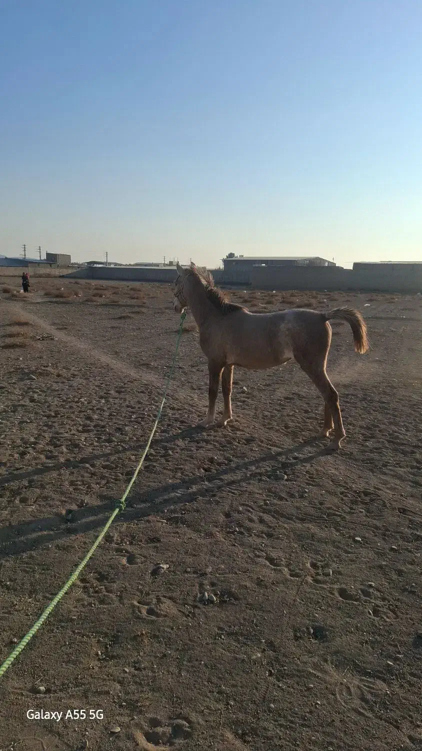 اسب کورد|اسب و تجهیزات اسب‌سواری|صفادشت, |دیوار